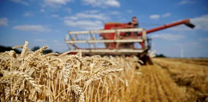 Explainer: What India's ban on wheat exports means for global markets (Photo: Reuters) Explainer: What India's ban on wheat exports means for global markets (Photo: Reuters)