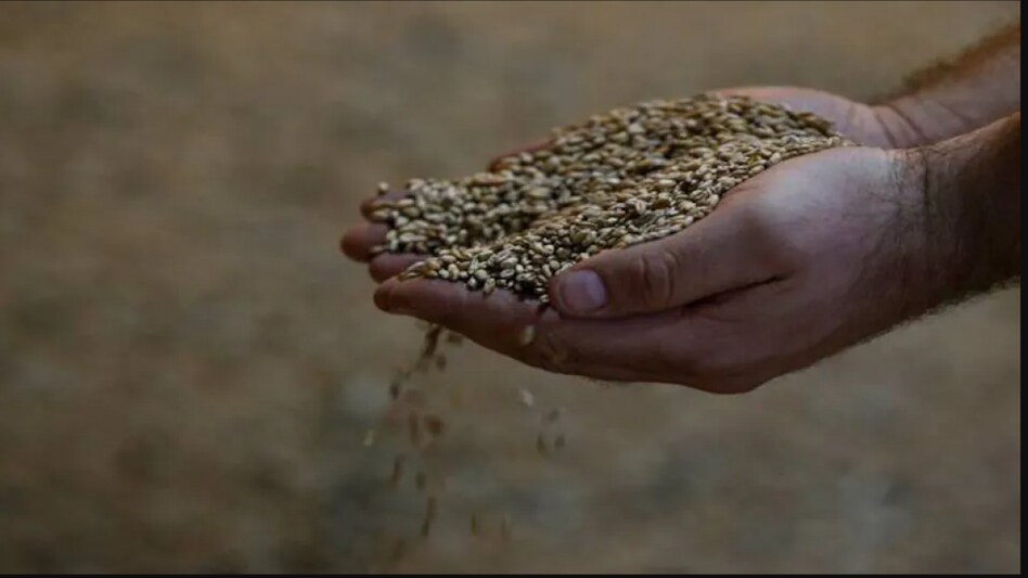 Expecting another record crop, traders and government officials saw an opportunity to export 12 million tonnes in the current 2022-23 fiscal year. Expecting another record crop, traders and government officials saw an opportunity to export 12 million tonnes in the current 2022-23 fiscal year.