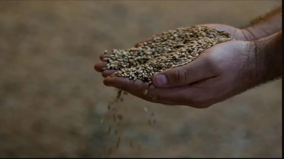 Global wheat prices surged after the decision. Global wheat prices surged after the decision.