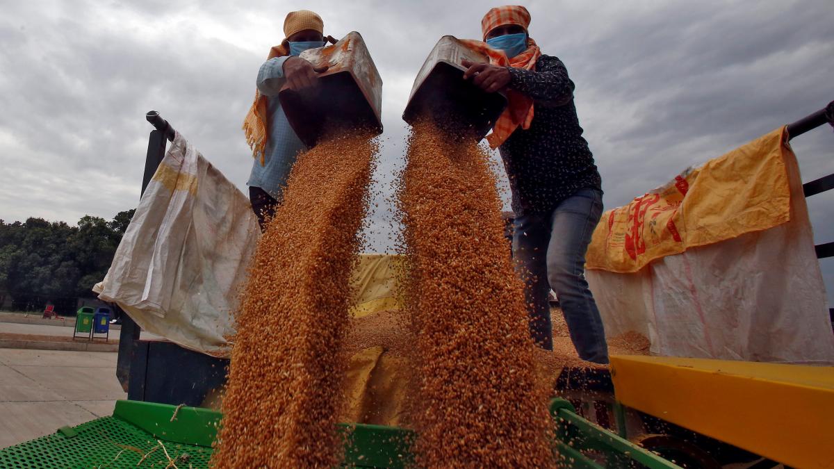 India exported wheat worth $177 mn in March, $473 mn in April: Report (Photo: Reuters) India exported wheat worth $177 mn in March, $473 mn in April: Report (Photo: Reuters)