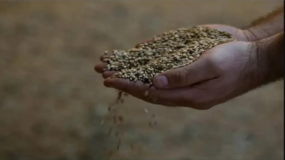 Export will also be permitted on the basis of permission granted by the Central Government to other countries to meet their food security needs and based on request of their governments. Export will also be permitted on the basis of permission granted by the Central Government to other countries to meet their food security needs and based on request of their governments.