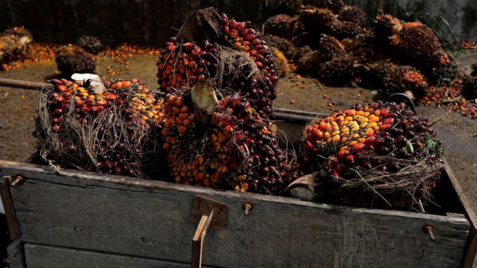 A view of a cart full with the fresh fruit bunches at a palm oil collection centre for smallholders in Banting, Selangor, Malaysia, June 10, 2022 (Photo: Reuters) A view of a cart full with the fresh fruit bunches at a palm oil collection centre for smallholders in Banting, Selangor, Malaysia, June 10, 2022 (Photo: Reuters)