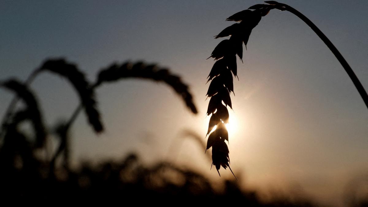 Ears of wheat are seen in a field near the village of Hrebeni in Kyiv region, Ukraine July 17, 2020. (Photo: Reuters) Ears of wheat are seen in a field near the village of Hrebeni in Kyiv region, Ukraine July 17, 2020. (Photo: Reuters)