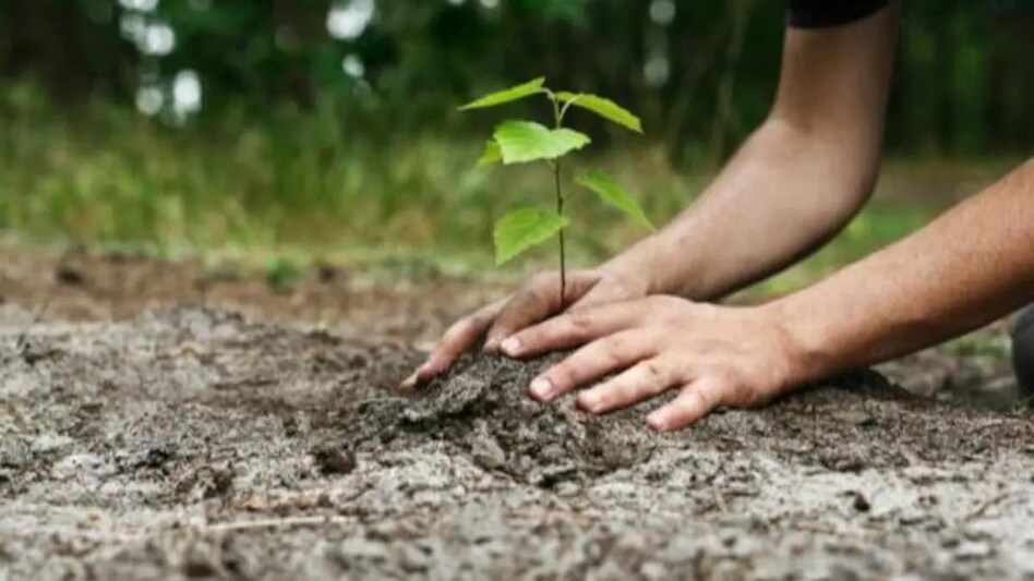 Around 35 lakh saplings and shrubs will be planted in Delhi this year. Around 35 lakh saplings and shrubs will be planted in Delhi this year.