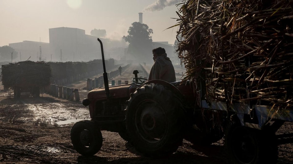 India likely to impose ceiling on next season's sugar exports: Govt sources (Photo: Reuters) India likely to impose ceiling on next season's sugar exports: Govt sources (Photo: Reuters)