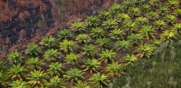 India's May palm oil imports drop 10% as Indonesia curbs exports: SEA (Photo: Reuters) India's May palm oil imports drop 10% as Indonesia curbs exports: SEA (Photo: Reuters)