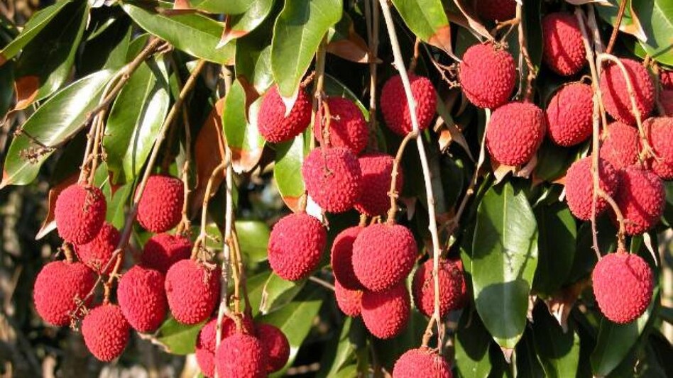 Bihar's 'Langara aam' and 'Shahi Litchi' to soon get new overseas markets Bihar's 'Langara aam' and 'Shahi Litchi' to soon get new overseas markets