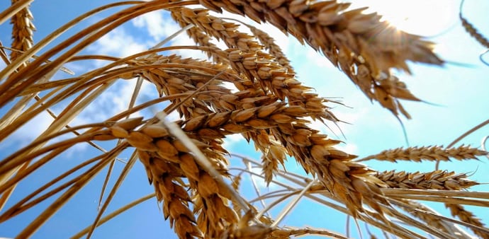 India could soon allow wheat exports of 1.2 mn tonnes: Report (Photo: Reuters) India could soon allow wheat exports of 1.2 mn tonnes: Report (Photo: Reuters)