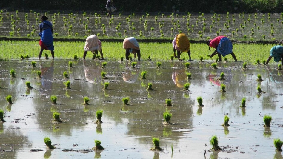 India is the world's biggest exporter of rice, with a market share of more than 40%. India is the world's biggest exporter of rice, with a market share of more than 40%.