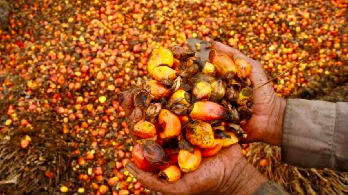 India's palm oil imports in May surge to 7-month high despite Indonesia's ban