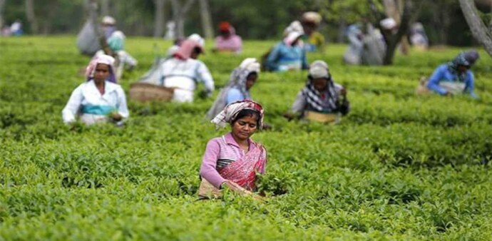 Chief Executive Officer of Esah Tea, Bijit Sarma, said the tea variety will help them to provide their customers with one of the finest tea blends from Assam. Chief Executive Officer of Esah Tea, Bijit Sarma, said the tea variety will help them to provide their customers with one of the finest tea blends from Assam.