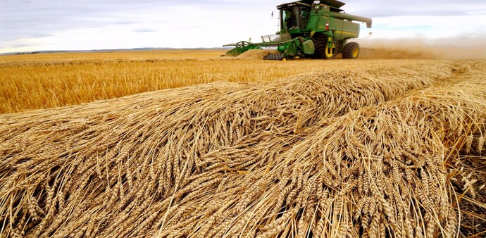 With export ban exceptions, India's wheat export forecast to be 7 MT in FY23: FAO (Photo: Reuters) With export ban exceptions, India's wheat export forecast to be 7 MT in FY23: FAO (Photo: Reuters)