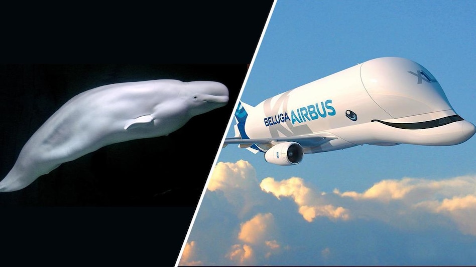 The aircraft is often likened to the Beluga whale, particularly because of the smiling whale aesthetic on its exterior The aircraft is often likened to the Beluga whale, particularly because of the smiling whale aesthetic on its exterior