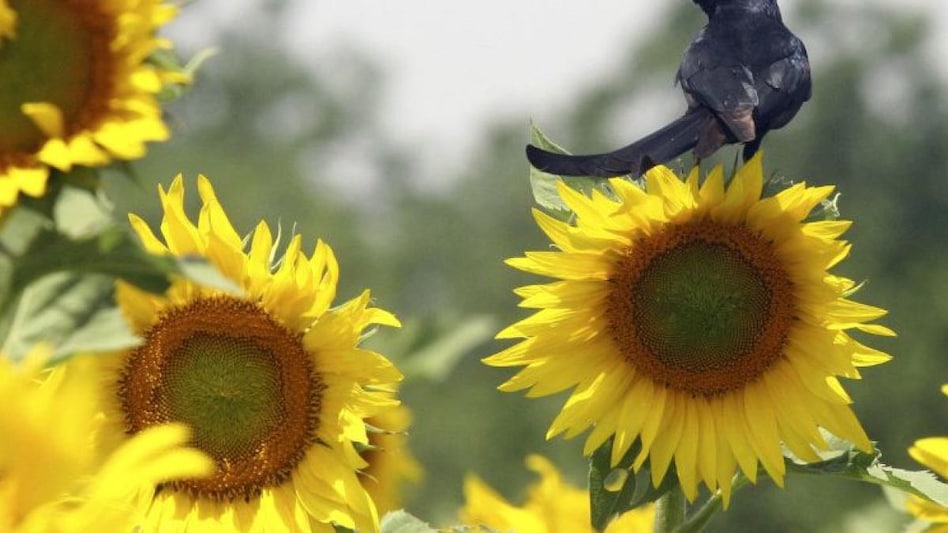 Russia-Ukraine crisis impact: India's crude sunflower oil imports fall 23% during Feb-Jun Russia-Ukraine crisis impact: India's crude sunflower oil imports fall 23% during Feb-Jun