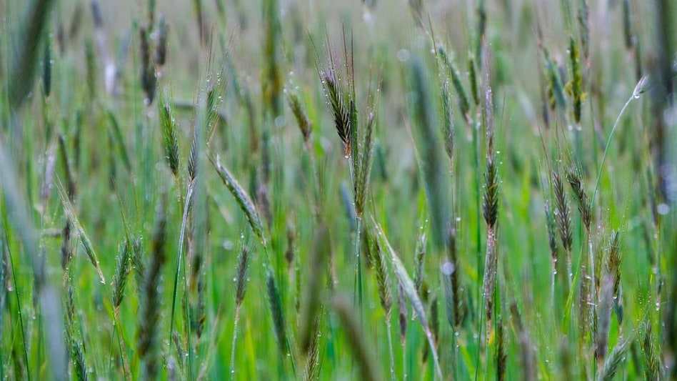 The monsoon accounts for around 70 per cent of the country's annual rainfall and irrigates 60 per cent of its net sown area. The monsoon accounts for around 70 per cent of the country's annual rainfall and irrigates 60 per cent of its net sown area.