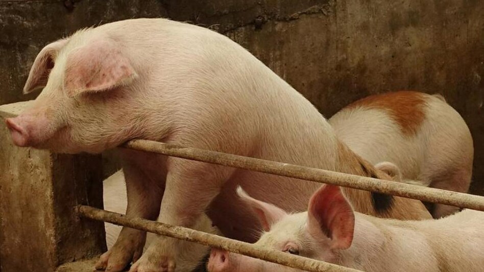 Swine fever outbreak in Germany's top pork state poses serious blow to exports (Photo: Reuters) Swine fever outbreak in Germany's top pork state poses serious blow to exports (Photo: Reuters)