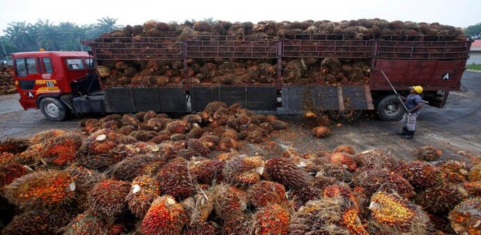India’s palm oil imports rise marginally to 5.90 lakh tonnes in June (Photo: Reuters) India’s palm oil imports rise marginally to 5.90 lakh tonnes in June (Photo: Reuters)