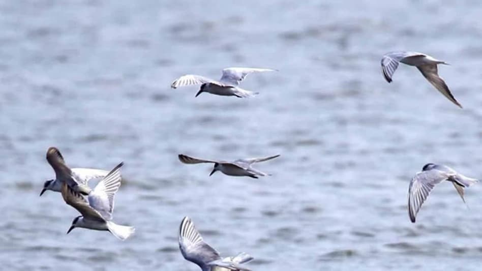 5 more Indian sites added to Ramsar list as wetlands of international importance 5 more Indian sites added to Ramsar list as wetlands of international importance