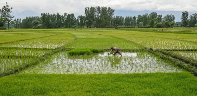 Sowing areas for Kharif crops dropped more than five per cent compared to last year, while rice witnessed a 27 per cent drop as of July 1 Sowing areas for Kharif crops dropped more than five per cent compared to last year, while rice witnessed a 27 per cent drop as of July 1