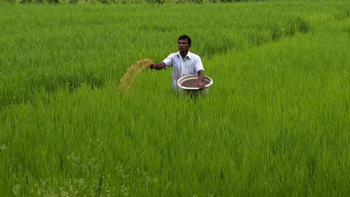 Exports of rice also saw a growth of 13 per cent Exports of rice also saw a growth of 13 per cent