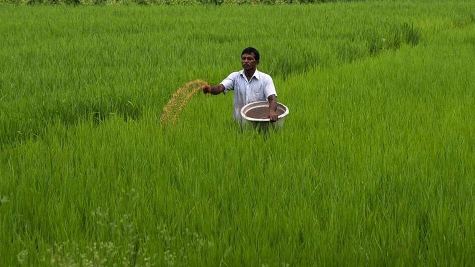 Exports of rice also saw a growth of 13 per cent Exports of rice also saw a growth of 13 per cent