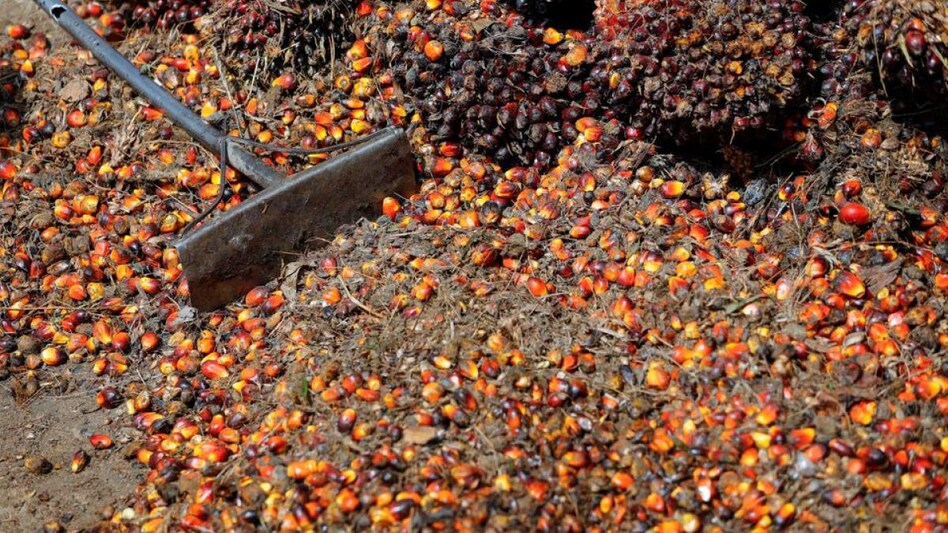 Indonesia plans new incentives to boost palm oil exports: Deputy FinMin (Photo: Reuters) Indonesia plans new incentives to boost palm oil exports: Deputy FinMin (Photo: Reuters)