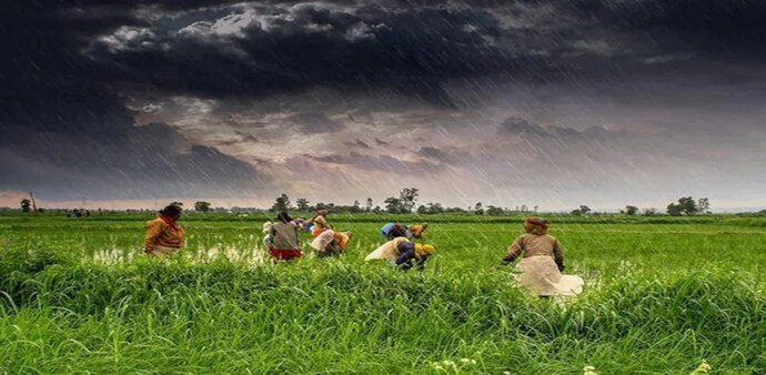 Jharkhand's Kharif sowing hampered by scanty monsoon rain Jharkhand's Kharif sowing hampered by scanty monsoon rain