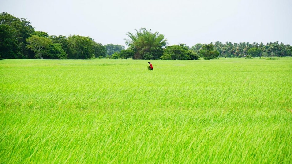 About 12.85 million hectares had been planted with rice, down 17% from a year-ago period, the ministry said. About 12.85 million hectares had been planted with rice, down 17% from a year-ago period, the ministry said.