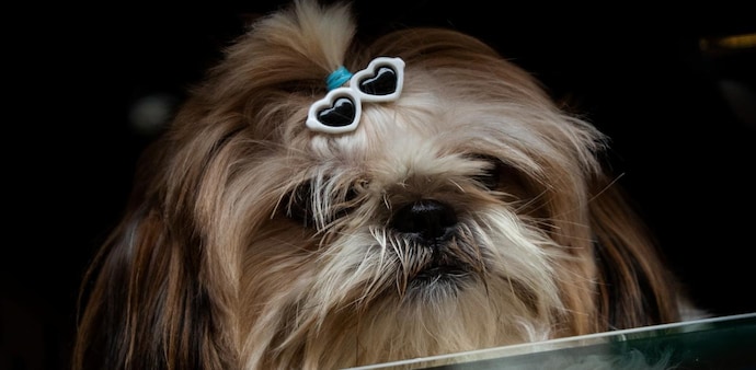 Thinking to buy pet insurance? Keep these points in mind (Photo: Reuters) Thinking to buy pet insurance? Keep these points in mind (Photo: Reuters)