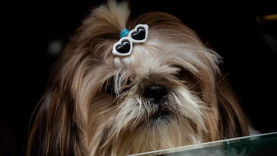 Thinking to buy pet insurance? Keep these points in mind (Photo: Reuters) Thinking to buy pet insurance? Keep these points in mind (Photo: Reuters)