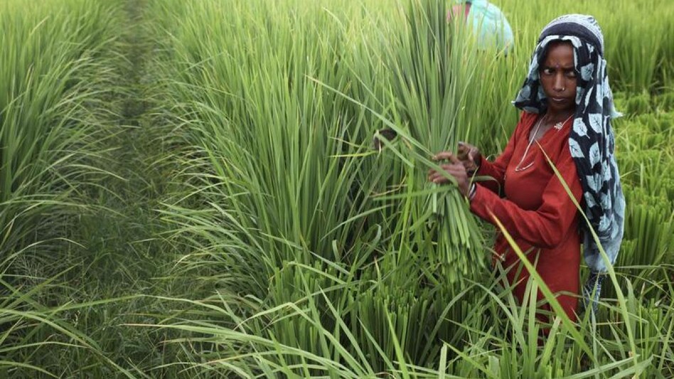 First meeting of committee on Minimum Support Price to be held on August 22 (Photo: Reuters) First meeting of committee on Minimum Support Price to be held on August 22 (Photo: Reuters)