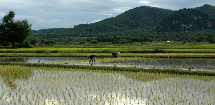 Kharif paddy sowing down 12.39% so far: Govt Kharif paddy sowing down 12.39% so far: Govt
