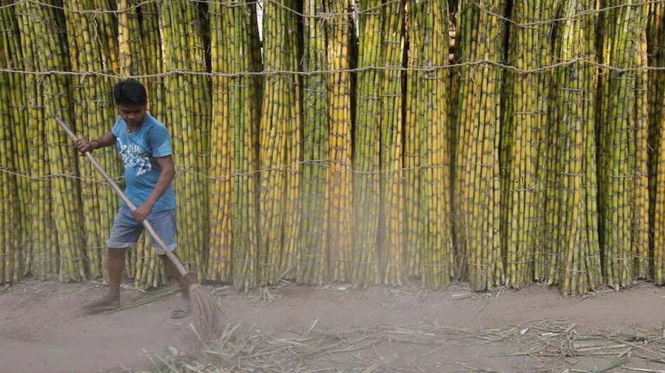 The cost of production of sugarcane for the 2022-23 marketing year is Rs 162 per quintal. The cost of production of sugarcane for the 2022-23 marketing year is Rs 162 per quintal.