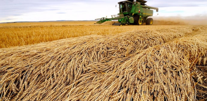 Govt imposes restrictions on wheat flour exports to ensure food security (Photo: Reuters) Govt imposes restrictions on wheat flour exports to ensure food security (Photo: Reuters)