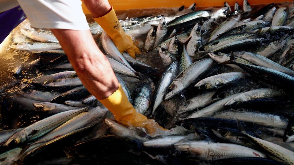 India's seafood exports rise 15% to $1.99 billion in June quarter: Official (Photo: Reuters) India's seafood exports rise 15% to $1.99 billion in June quarter: Official (Photo: Reuters)