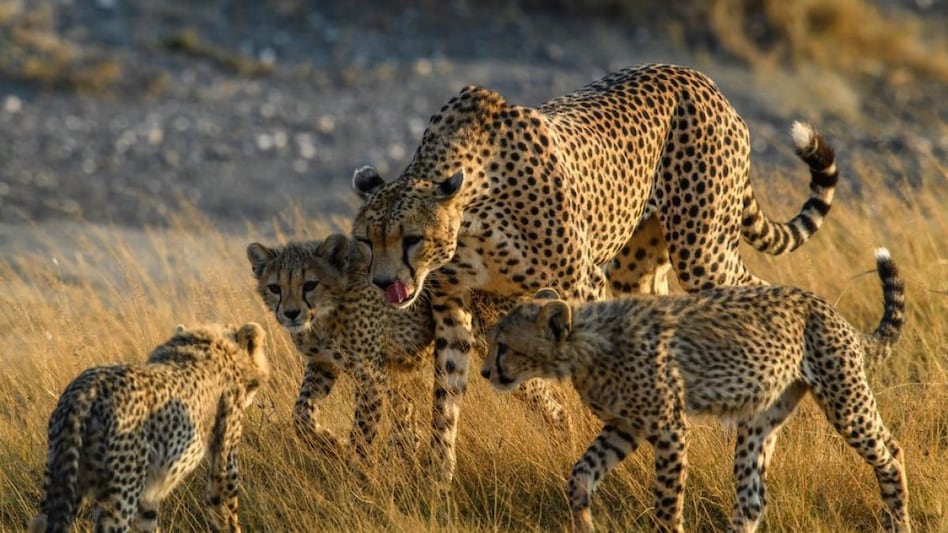 Special Jumbo Jet to bring 8 cheetahs from Namibia to India Special Jumbo Jet to bring 8 cheetahs from Namibia to India
