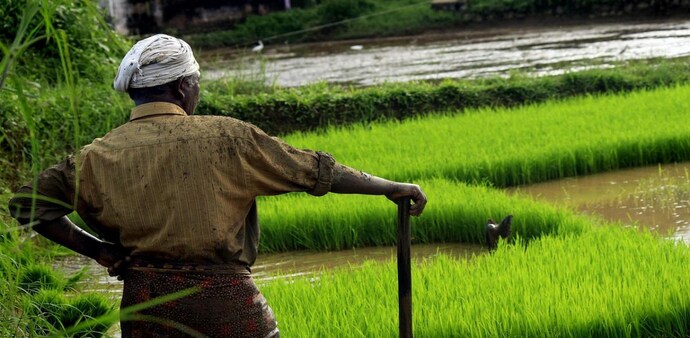 The updated tax rates on exports of various types of rice will come into effect from September 9. The updated tax rates on exports of various types of rice will come into effect from September 9.