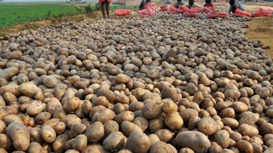 Potato and tomato output projected to be down by 4-5% in 2021-22: Govt data Potato and tomato output projected to be down by 4-5% in 2021-22: Govt data