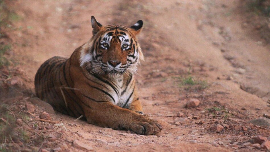 Apart from Ranipur, the state has three tiger reserves– Dudhwa, Pilibhit and Amangarh. Apart from Ranipur, the state has three tiger reserves– Dudhwa, Pilibhit and Amangarh.