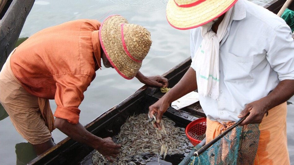 The farmed shrimp industry is expected to grow by 11 per cent against a global growth rate of 5.6 per cent, as per government estimates. The farmed shrimp industry is expected to grow by 11 per cent against a global growth rate of 5.6 per cent, as per government estimates.