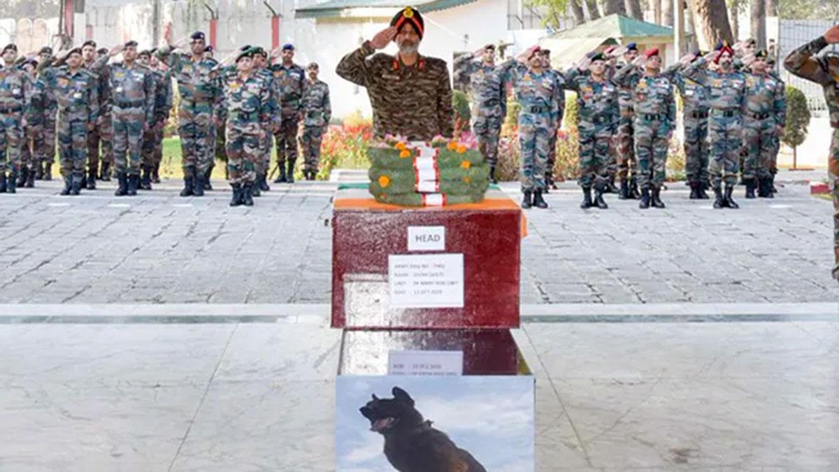 Watch: Army's tribute to military dog 'Zoom', who died fighting terrorists (Photo: Twitter) Watch: Army's tribute to military dog 'Zoom', who died fighting terrorists (Photo: Twitter)