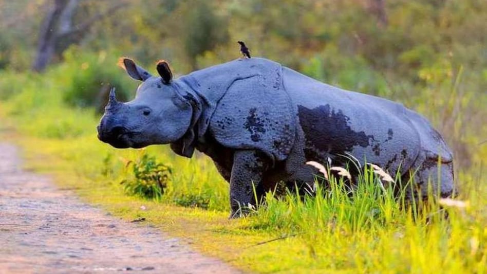 Rhino that was hit in Assam's Kaziranga is now 'doing good', confirms CM Himanta Biswa Sarma Rhino that was hit in Assam's Kaziranga is now 'doing good', confirms CM Himanta Biswa Sarma