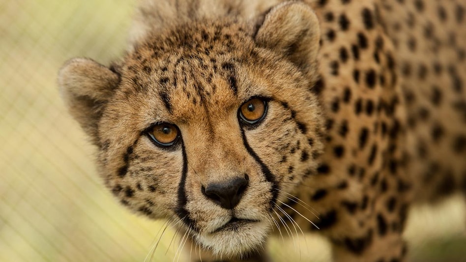 African Cheetahs make their first kill on Indian soil within a day of being released into larger enclosure African Cheetahs make their first kill on Indian soil within a day of being released into larger enclosure