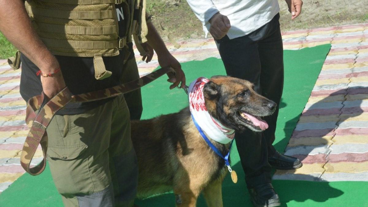 Zorba, a Belgian Malinois, was the first dog deployed in the country to track down Rhino Poachers. Zorba, a Belgian Malinois, was the first dog deployed in the country to track down Rhino Poachers.