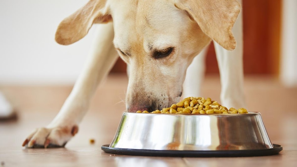 Mankind Pharma enters pet-care segment with PetStar Dog Food Mankind Pharma enters pet-care segment with PetStar Dog Food
