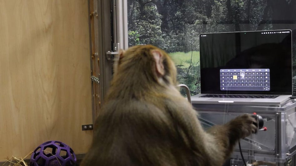 During a Neuralink demonstration, a monkey is seen typing on a computer During a Neuralink demonstration, a monkey is seen typing on a computer