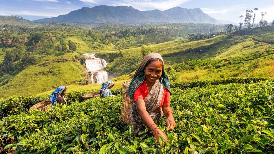 Sri Lanka earns over $1,129 mn this year as revenues through tourism Sri Lanka earns over $1,129 mn this year as revenues through tourism