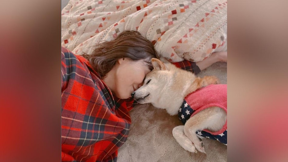 The Shiba Inu dog, inspiration behind iconic ‘Doge’ meme, is suffering from leukemia; check details here The Shiba Inu dog, inspiration behind iconic ‘Doge’ meme, is suffering from leukemia; check details here