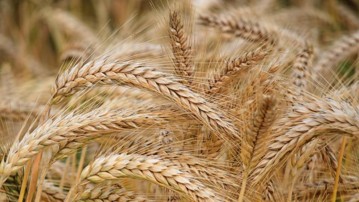 India exports wheat worth $1.5 bn during Apr-Oct