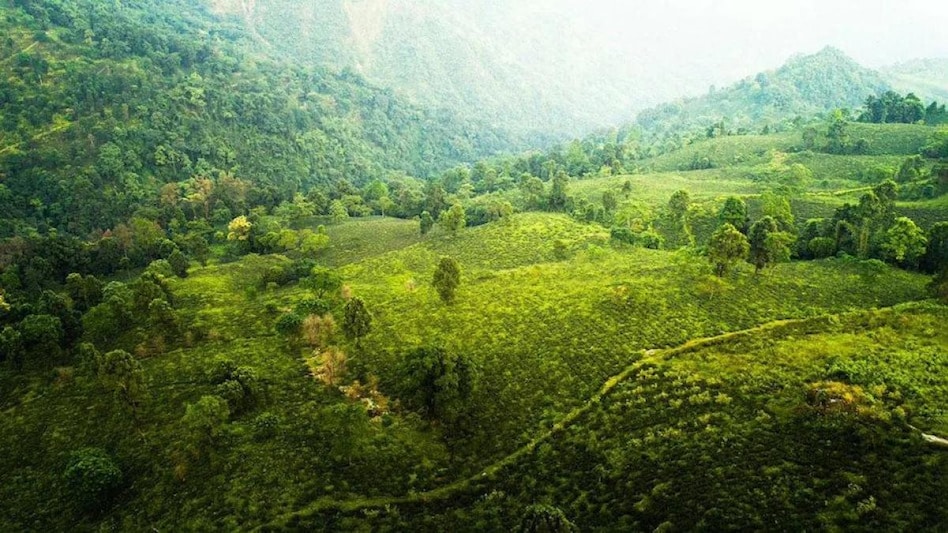 Secretary General of Tea Association of India (TAI) Prabir Bhattacharya said though the average auction price touched Rs 206 per kg in 2020, it fell to Rs 190.77 per kg the following year Secretary General of Tea Association of India (TAI) Prabir Bhattacharya said though the average auction price touched Rs 206 per kg in 2020, it fell to Rs 190.77 per kg the following year